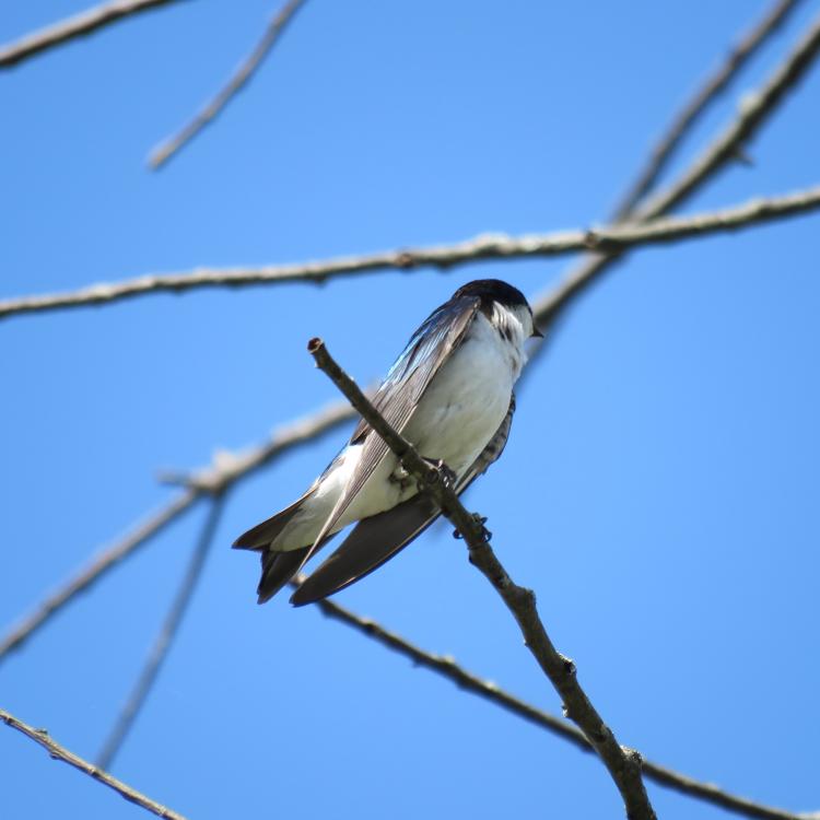 Tree swallow