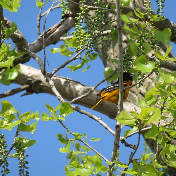 Baltimore oriole