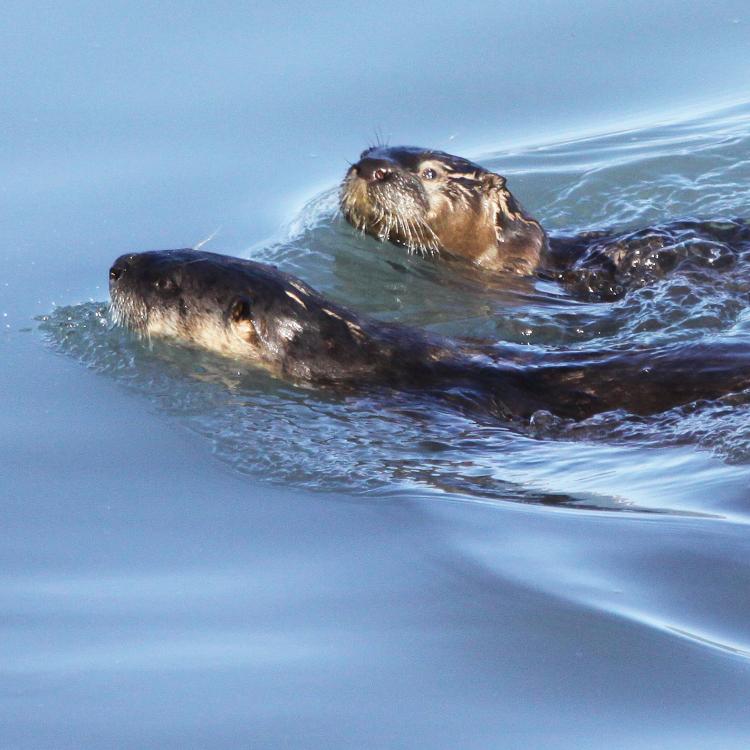 River otters