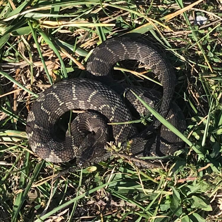 Northern watersnake