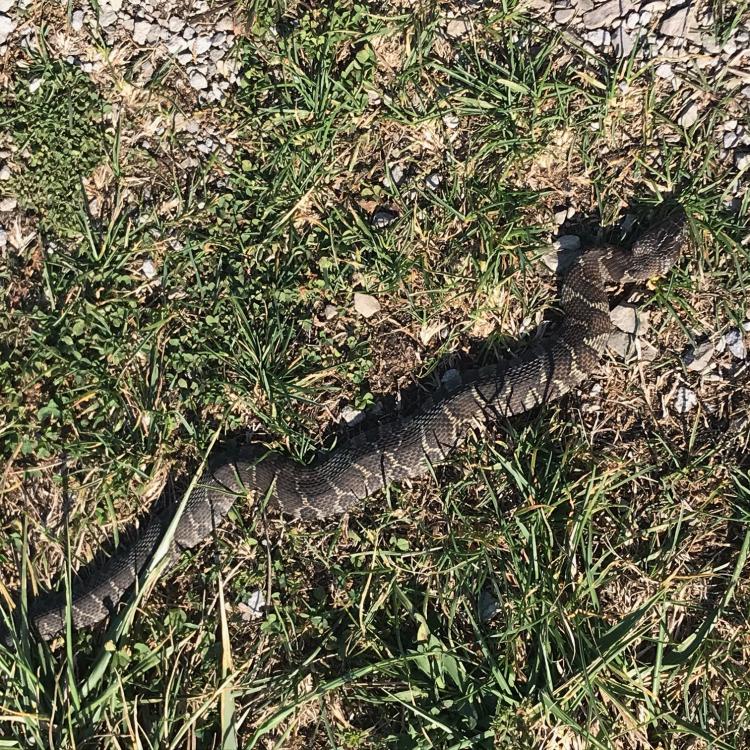 Northern watersnake