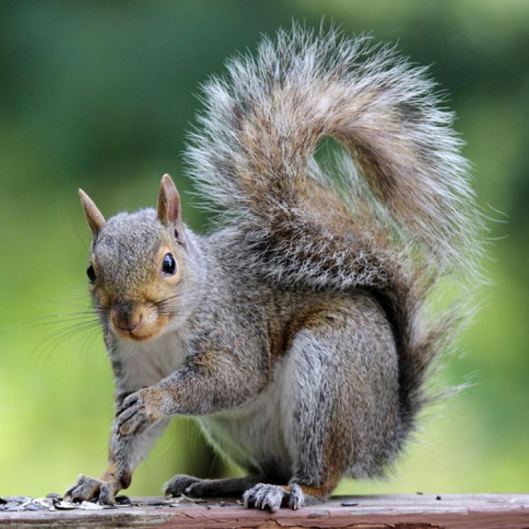 Gray squirrel