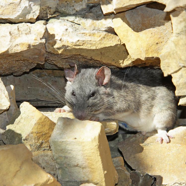 Allegheny woodrat