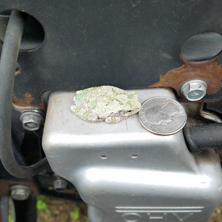 Treefrog on mower