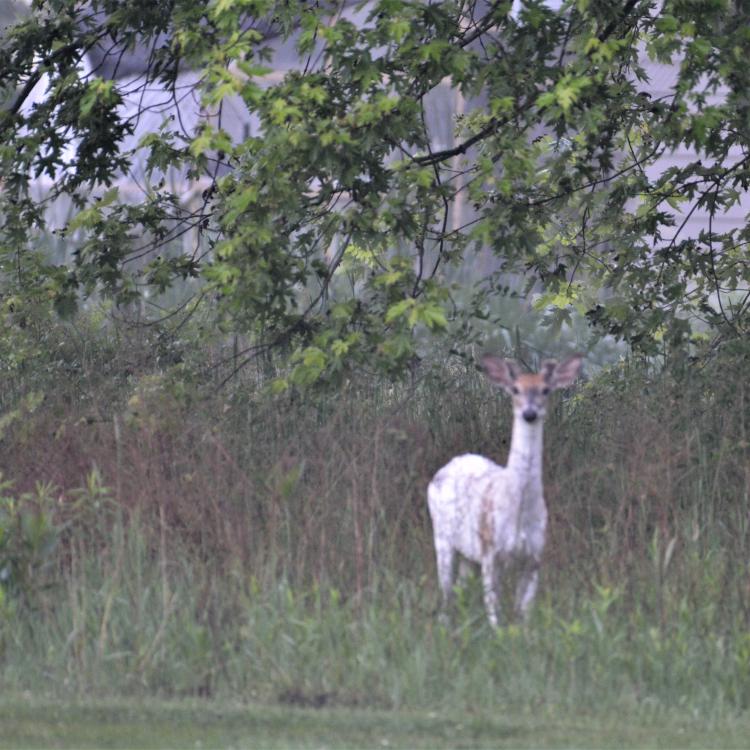 Piebald deer