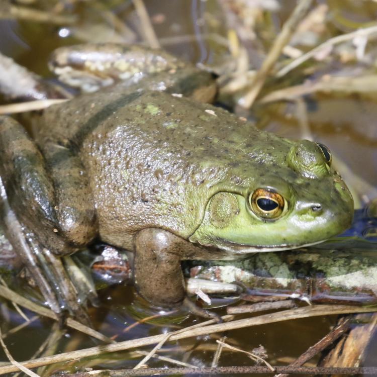 bullfrog