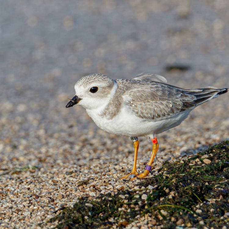 Piping plover