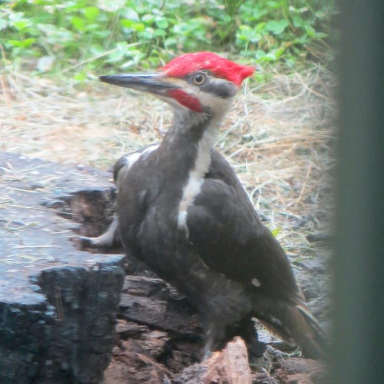 Rogalski woodpecker