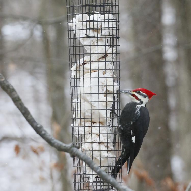 Full-shot birdfeeder