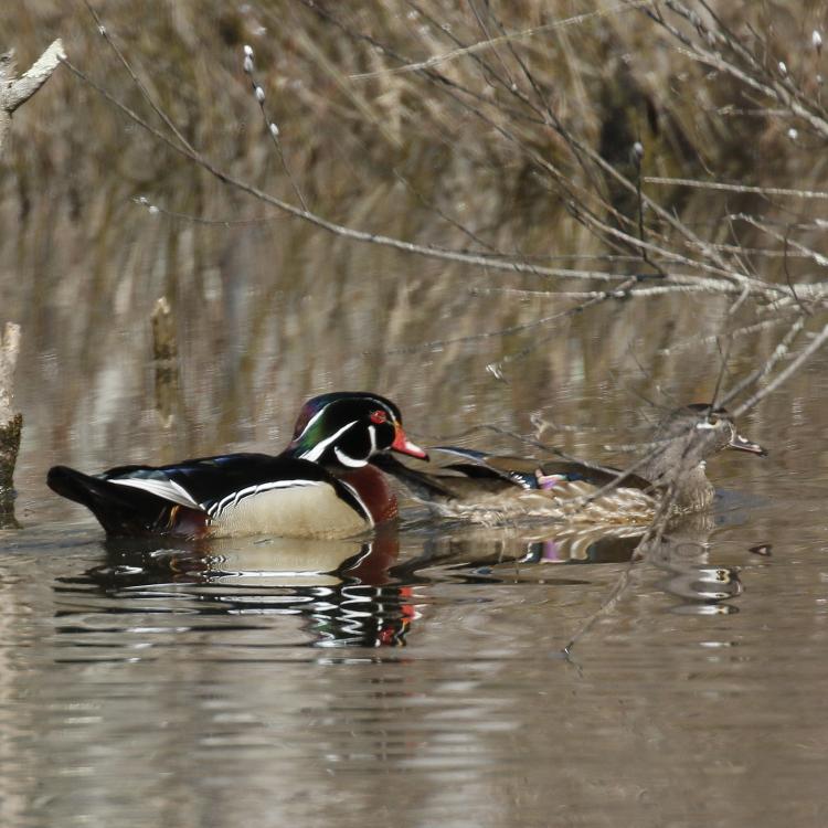 wood ducks