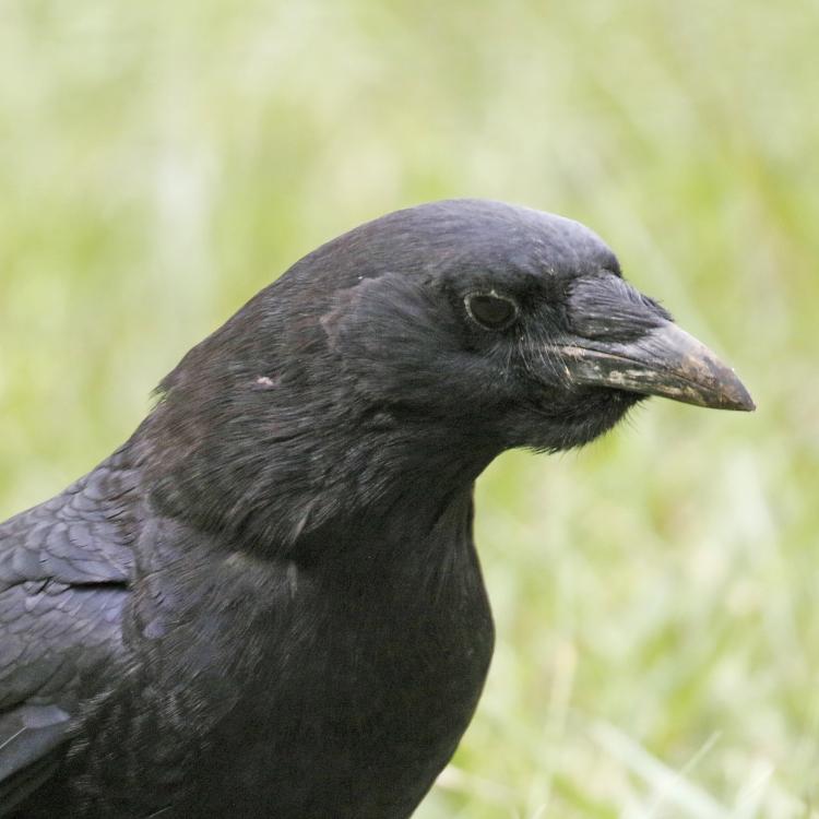 crow