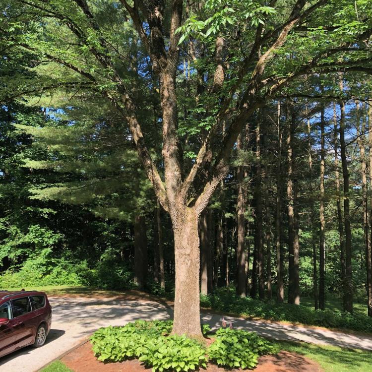 Large tree surrounded by landscaping