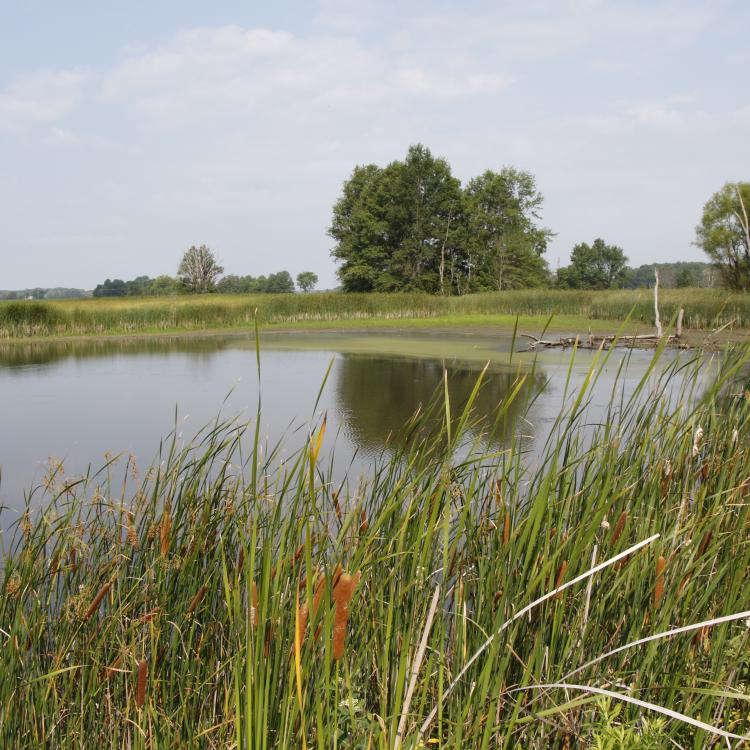 tranquil pond 