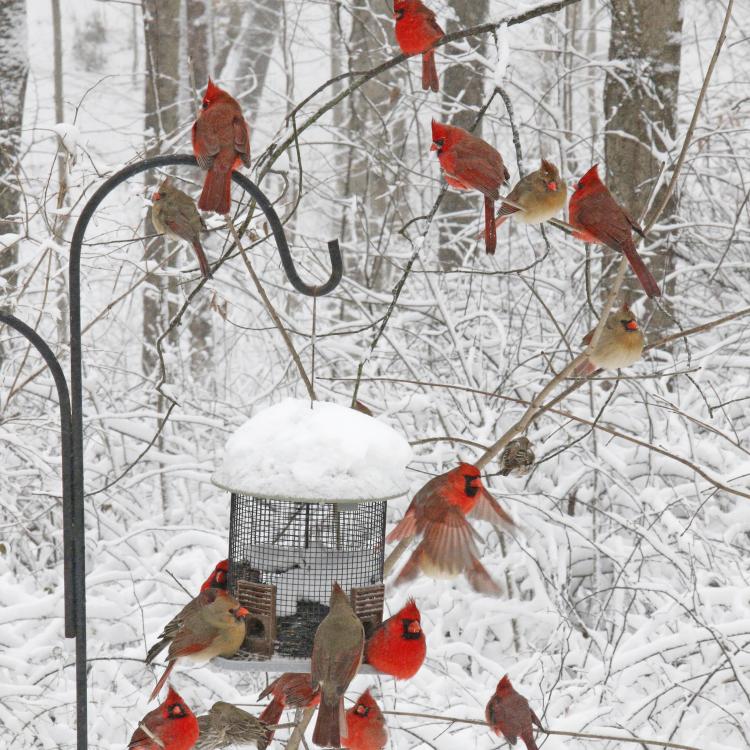 cardinals at feeder in snow