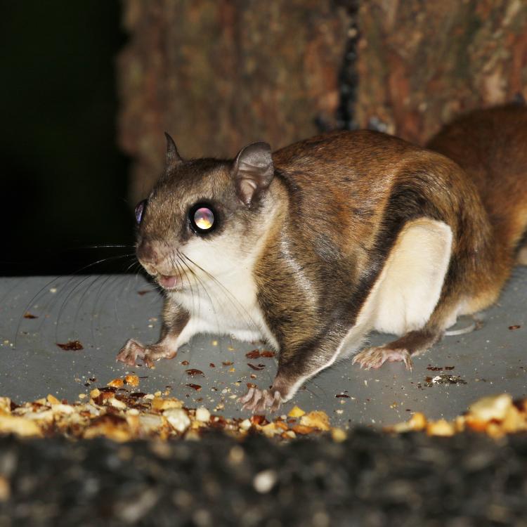 flying squirrel