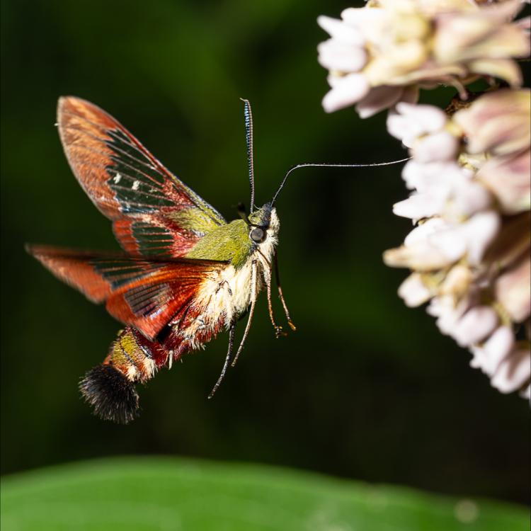insect flying around flower