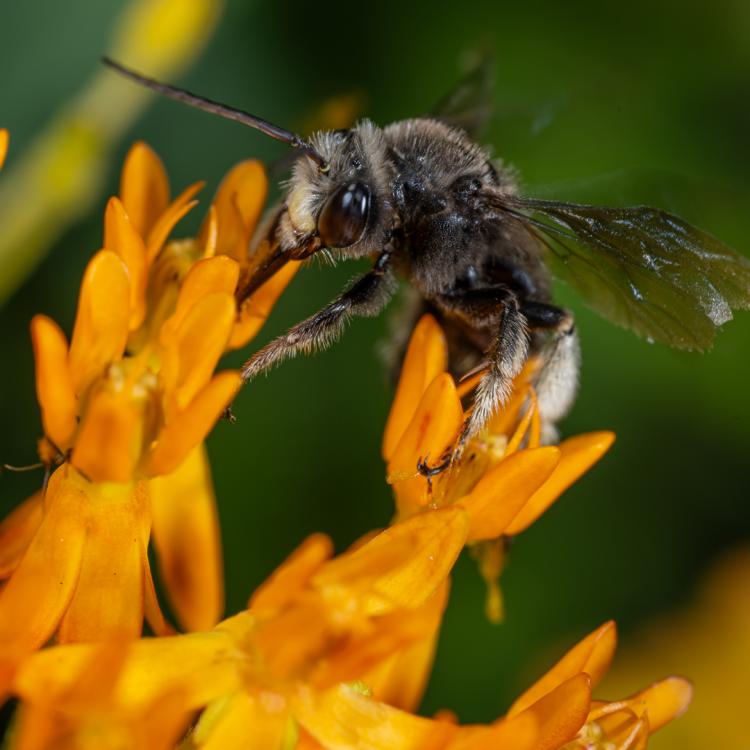 bee on flower