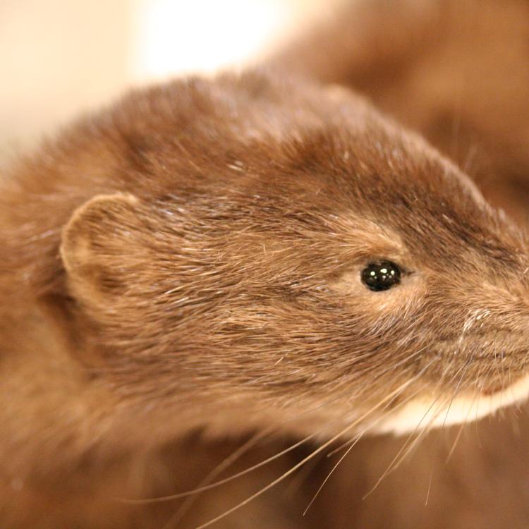 face of a mink