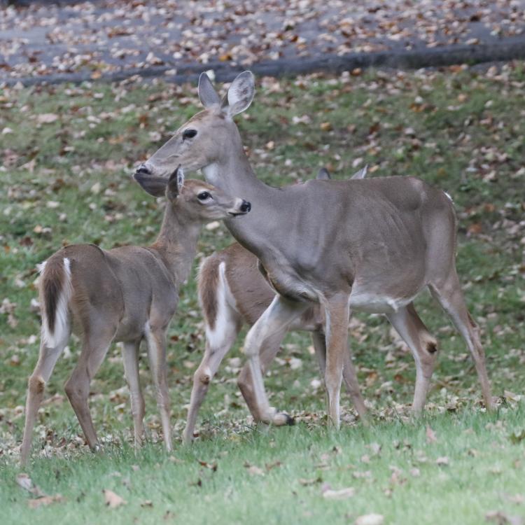 three deer