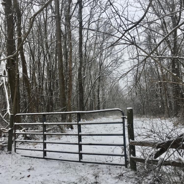gate in a snowy forest
