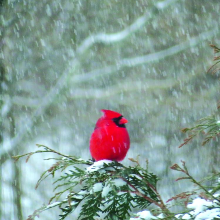 red cardinal on tree branch in the snow