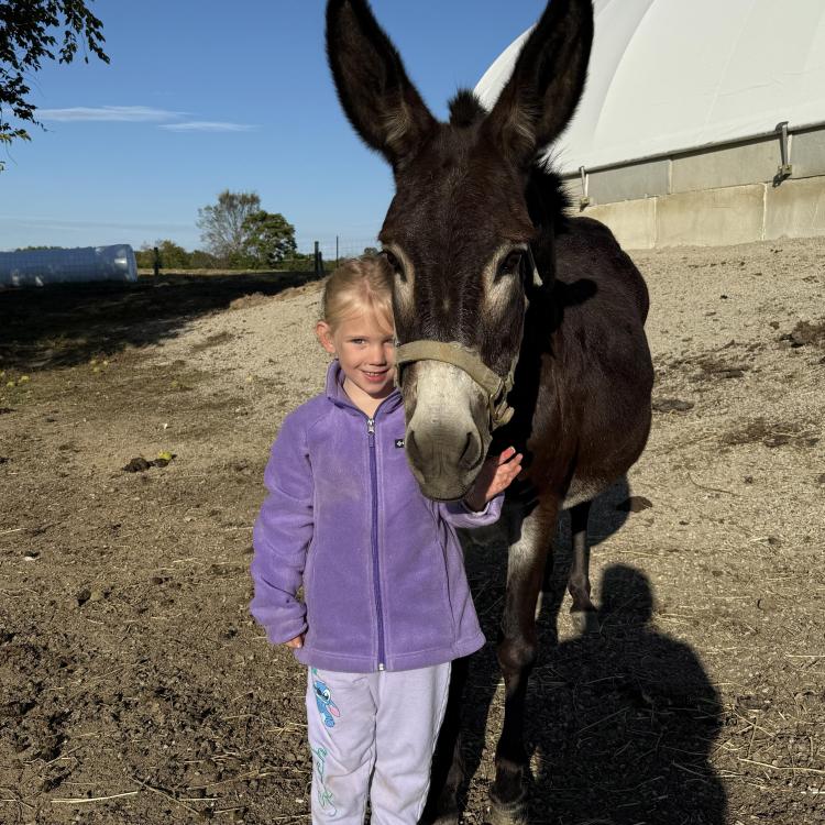 little girl with donkey