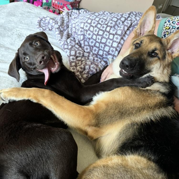 two big dogs hugging
