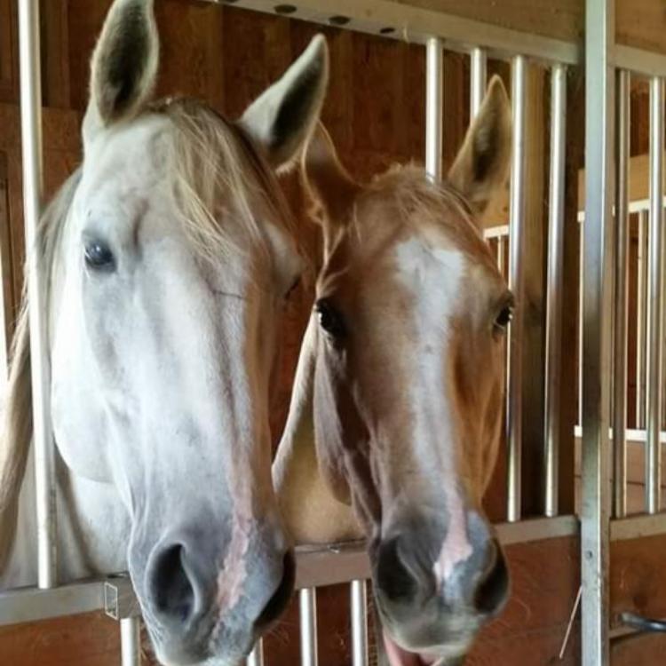 two horses standing close together