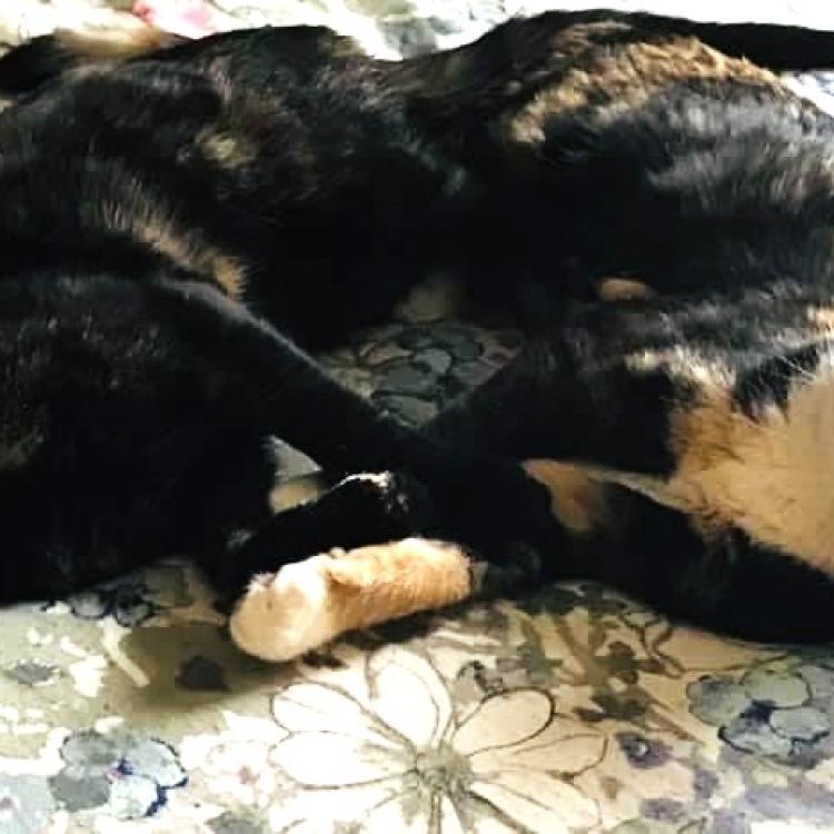 two cats, hugging