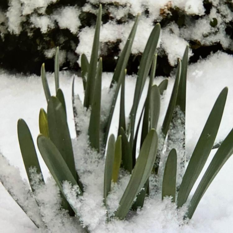 snow on and around green flower leaves