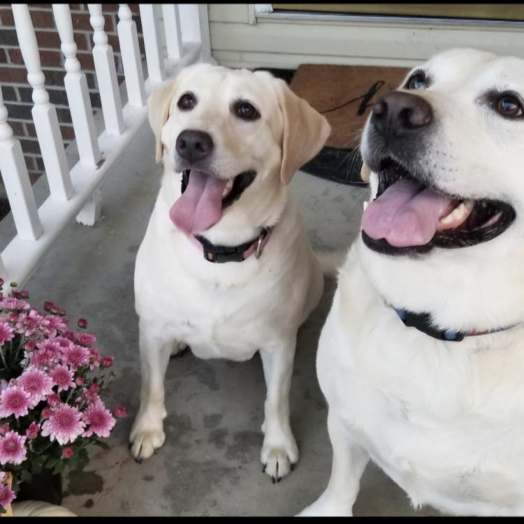 two smiley yellow dogs sitting on porch