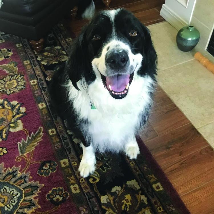 smiley black and white dog
