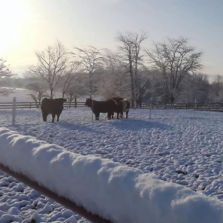 steers in snowy field