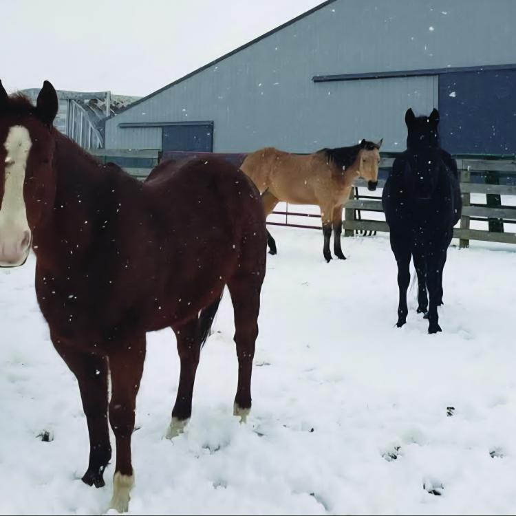 three horses in snowy paddock