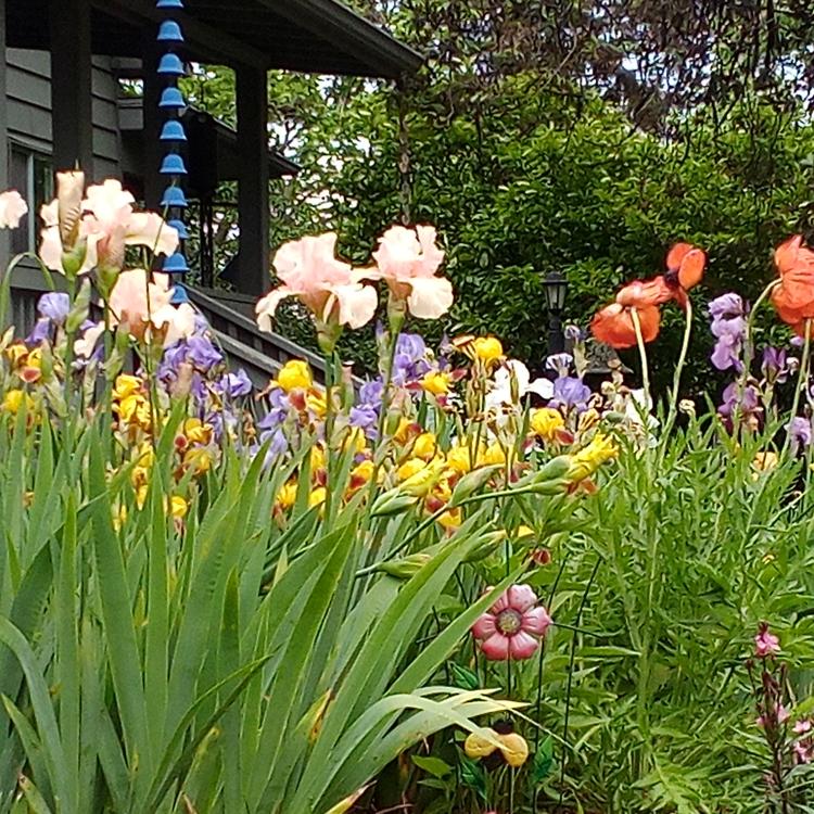 poppies and irises in bloom