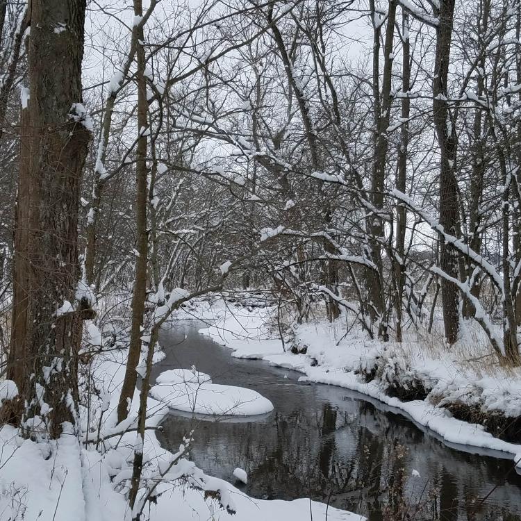 snowy woods with creek
