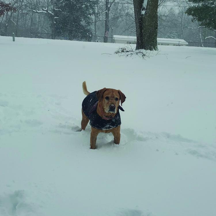 dog in the snow
