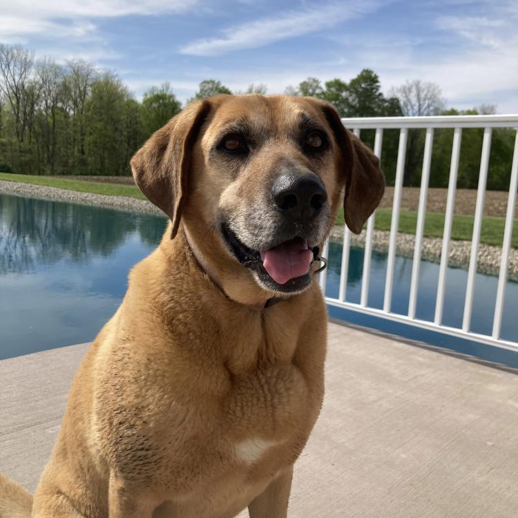 brown dog sitting in front of a lake
