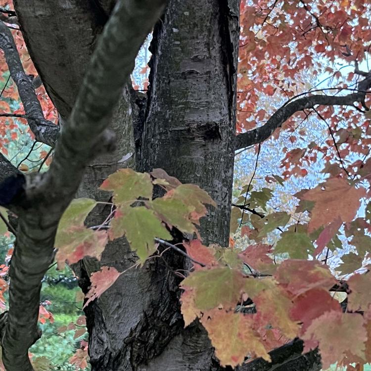 tree with green and orange leaves