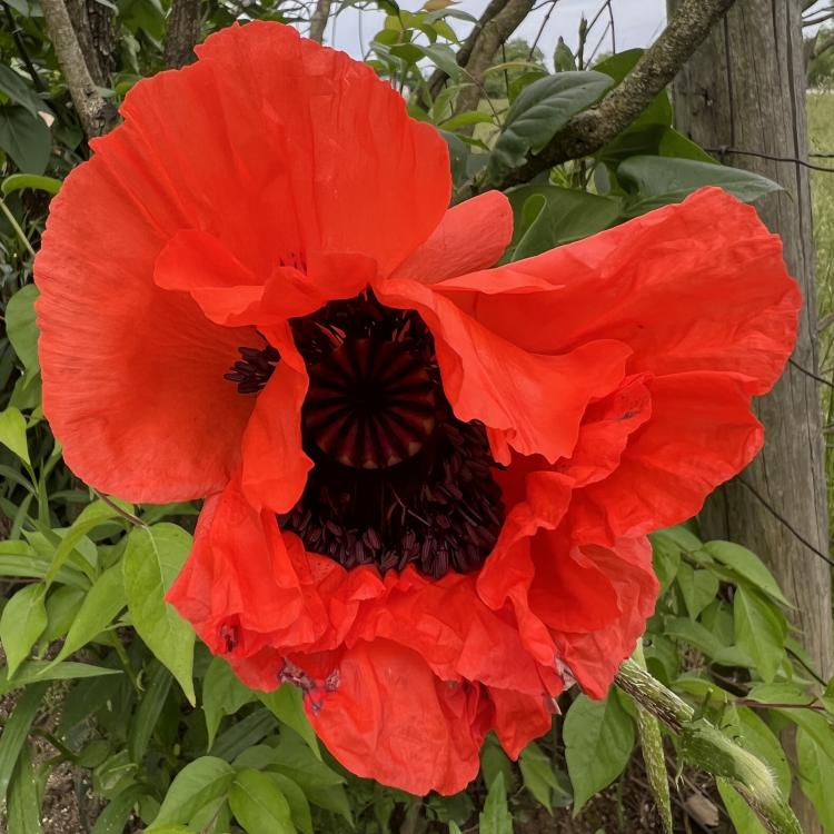 poppy blooming