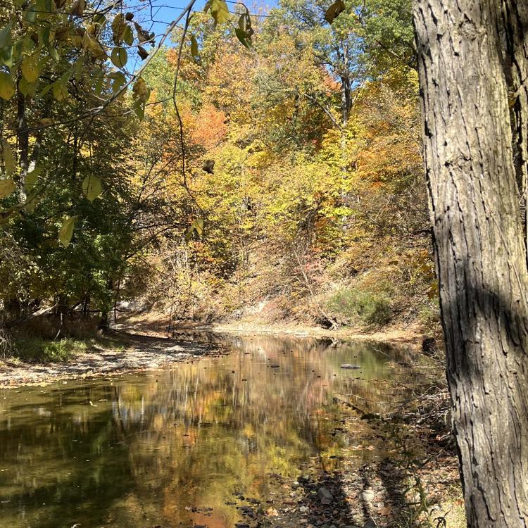 creek reflecting autumn trees