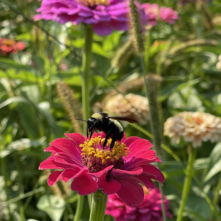 Bumblebee landing on yellow center of pink flower