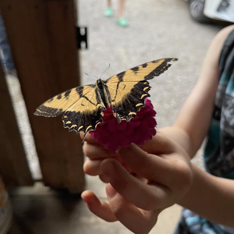 Yellow butterfly on pink flower in child's hand