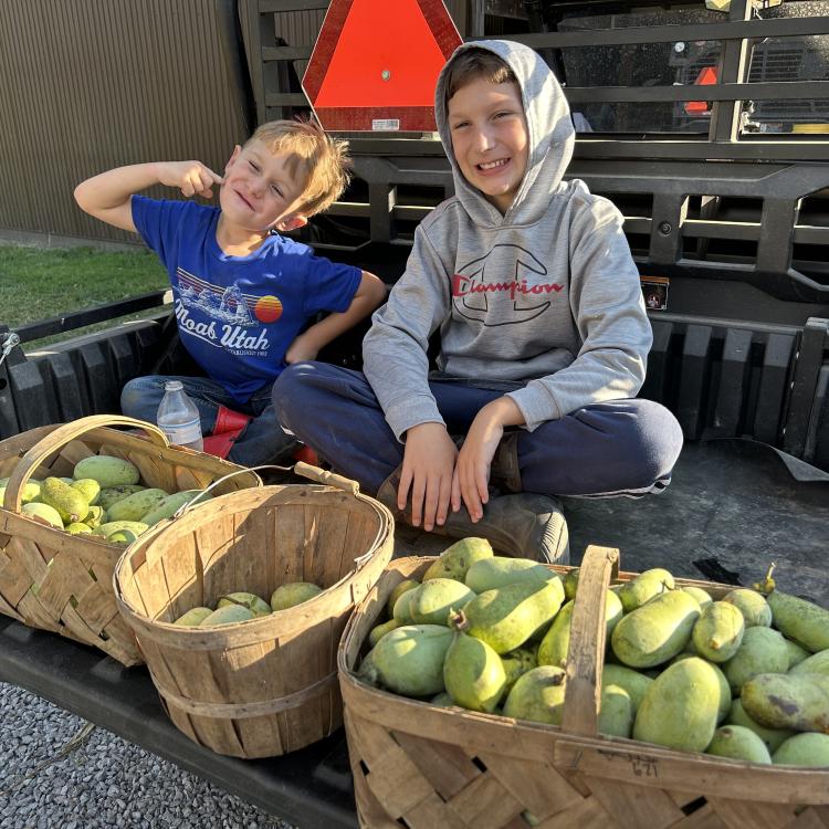 two boys with three baskets of pawpaws