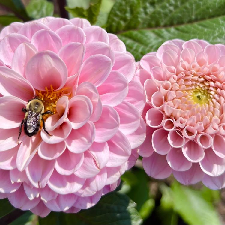 bee on pink flower blossom
