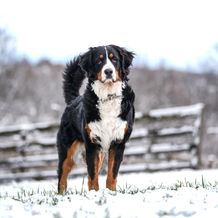 tricolor dog in the snow