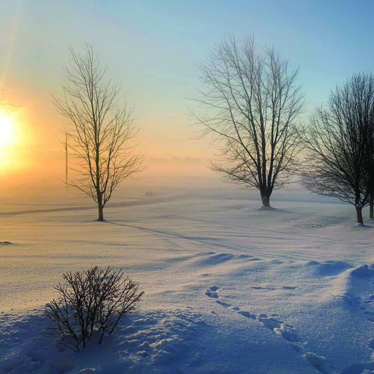 snow and trees with sunrise through fog