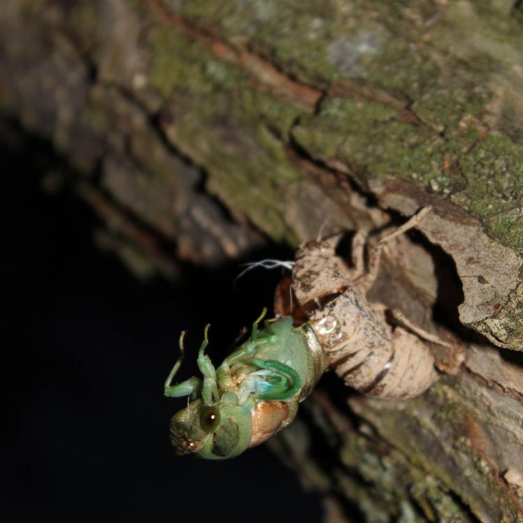 Green cicada emerging from shell on tree trunk