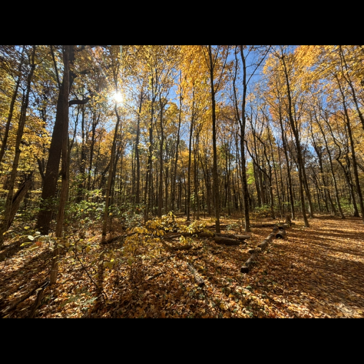 forest with fall leaves