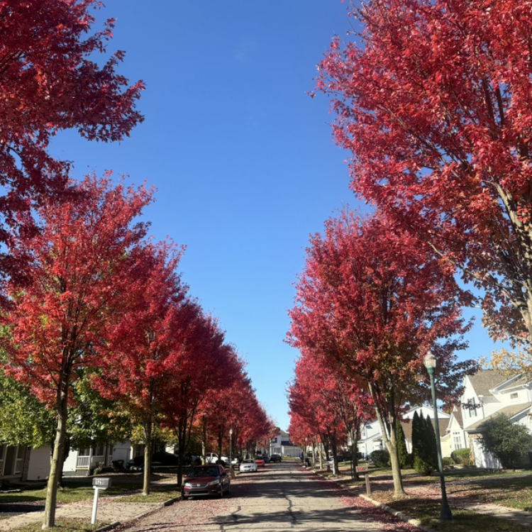 red-leaved trees along a road